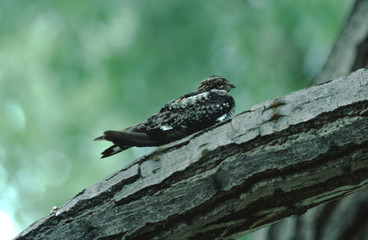 Common Nighthawk (Chordeiles Minor)