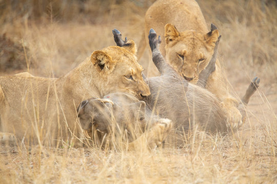 A pride of three young female lions killing a warthog