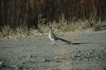 Greater Roadrunner (Geococcyx Californianus)