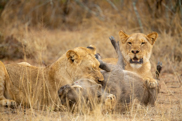 Obraz na płótnie Canvas A pride of three young female lions killing a warthog