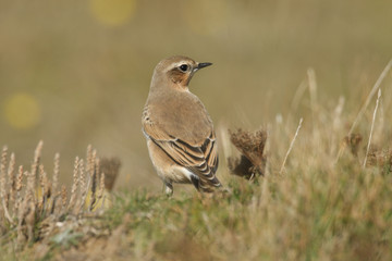 A beautiful Wheatear, Oenanthe oenanthe, hunting for insects to eat on the ground in a meadow.	