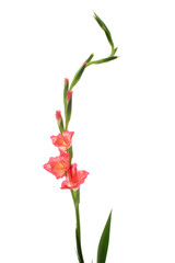 Pink Flower isolated on white background