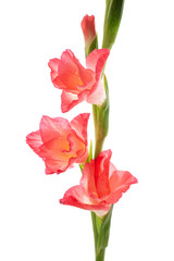 Pink Flower isolated on white background