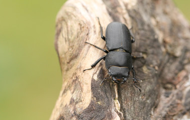 A Lesser Stag Beetle, Dorcus parallelipipedus, perching on a tree stump in woodland.	