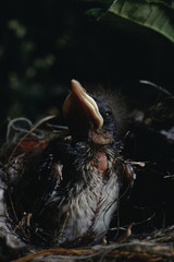 Northern Mockingbird (Mimus Polyglottos) Babies in Bird Nest