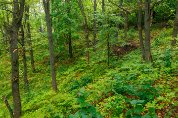 Fototapeta na wymiar View of a green forest at summer