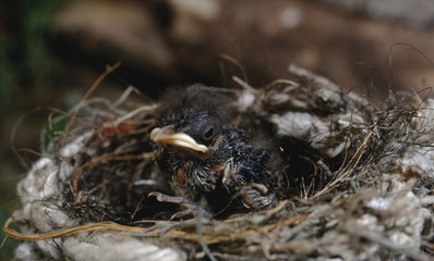Northern Mockingbird (Mimus Polyglottos) Babies in Bird Nest