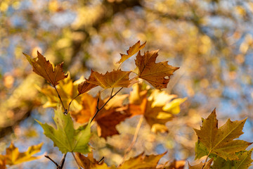 Fototapeta na wymiar The yellow and gold Autumn leaves are lit up by the sun.
