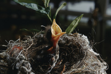 Northern Mockingbird (Mimus Polyglottos) Babies in Bird Nest