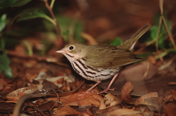 Ovenbird (Seiurus Aurocapilla)