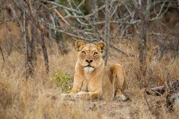 A pride of three young female lions killing a warthog