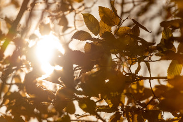 Sun peeking through gaps in the Autumn leaves on the tree branches on a partially sunny day in England, UK.