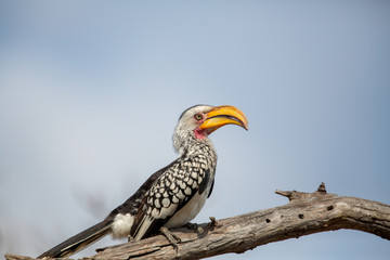 Yellow billed horning in the early morning light