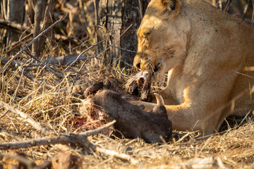 A pride of three young female lions killing a warthog