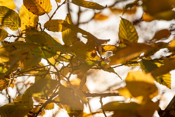 The yellow and gold Autumn leaves are lit up by the sun.