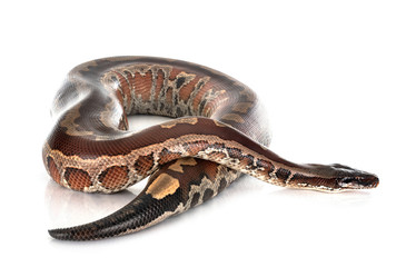 Fototapeta premium Python brongersmai in studio