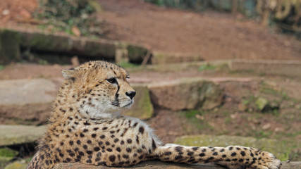 Gepard © Asray Laleike
