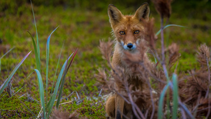Red fox in natural habitat