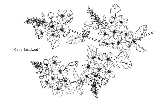 cape leadwort flower and leaf drawing illustration with line art on white backgrounds.