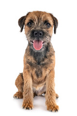 young border terrier