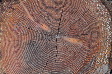 Naklejka premium Baum-Querschnitt