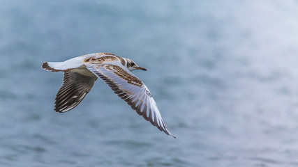 Young seagull is fishing