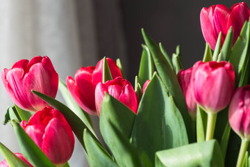 Bouquet of bright pink tulips on a sunny day closeup