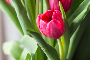 Bouquet of bright pink tulips on a sunny day closeup