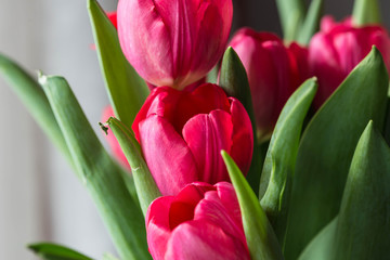 Bouquet of bright pink tulips on a sunny day closeup