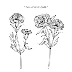 Canation flower and leaf drawing illustration with line art on white backgrounds.