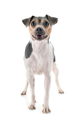 Brazilian Terrier in studio