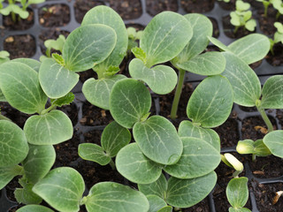 ズッキーニの苗