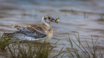 Young seagull is fishing