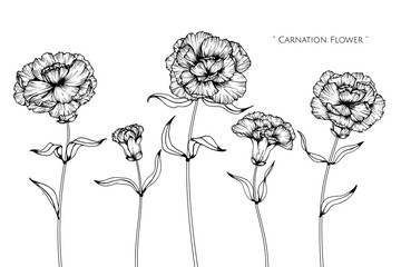 Canation flower and leaf drawing illustration with line art on white backgrounds.