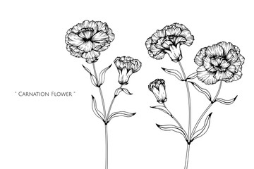 Fototapeta premium Canation flower and leaf drawing illustration with line art on white backgrounds.
