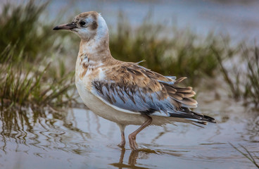 Young seagull is fishing