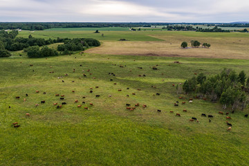 Fototapeta na wymiar Aerial view of cows in a herd on green pasture in Estonia. 