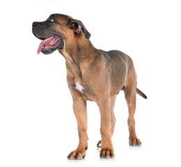 Obraz premium puppy cane corso