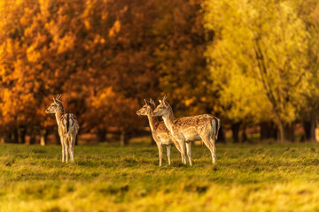 Calves can be seen standing around on lush green grassy field with blurred out autumn leaves vegetation in the background.