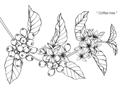 Coffee flower and leaf drawing illustration with line art on white backgrounds.