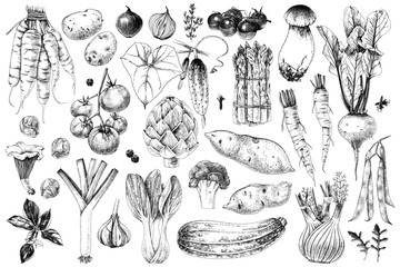 Fototapeta Hand drawn vegetables collection obraz