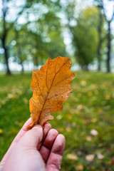 Man holds an oak leaf covered with dew drops