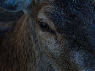 Fototapeta premium OLYMPUS DIGITAL CAMERA