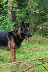 Dog playing outdoor. German shepherd dog. Amazing summer forest.
