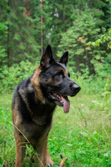 Dog playing outdoor. German shepherd dog. Amazing summer forest.