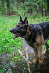Dog playing outdoor. German shepherd dog. Amazing summer forest.