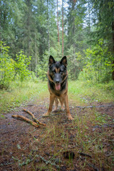 Dog playing outdoor. German shepherd dog. Amazing summer forest.