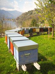 Bees in the hive