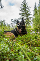 Dog playing outdoor. German shepherd dog. Amazing summer forest.