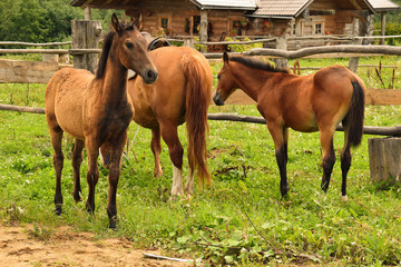 Domestic horse in the village.